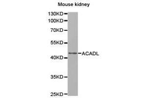 Western Blotting (WB) image for anti-Acyl-CoA Dehydrogenase, Long Chain (ACADL) antibody (ABIN1870747) (ACADL anticorps)