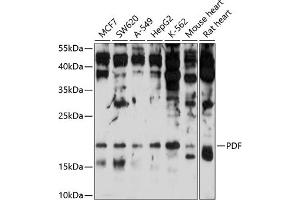 Western blot analysis of extracts of various cell lines, using PDF antibody (ABIN6127992, ABIN6145370, ABIN6145371 and ABIN6214719) at 1:1000 dilution.