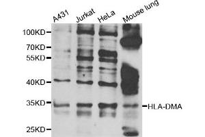 Western blot analysis of extracts of various cell lines, using HLA-DMA antibody. (HLA-DMA anticorps)