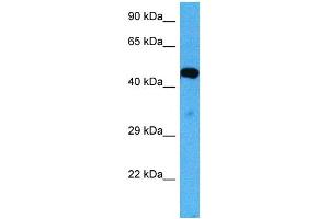Host:  Mouse  Target Name:  ACVR2B  Sample Tissue:  Mouse Skeletal Muscle  Antibody Dilution:  1ug/ml