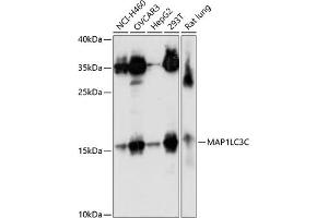 Western blot analysis of extracts of various cell lines, using MLC3C antibody (ABIN7268521) at 1:1000 dilution. (LC3C anticorps  (AA 1-147))