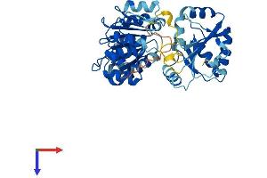 AlphaFold protein structure predicition of Mouse Recombinant Eif4a2 Protein, UniprotID P10630