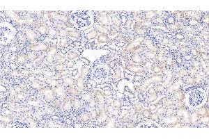 Detection of IGFBP2 in Bovine Kidney Tissue using Polyclonal Antibody to Insulin Like Growth Factor Binding Protein 2 (IGFBP2) (IGFBP2 anticorps  (AA 34-317))