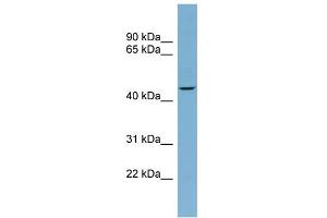 WB Suggested Anti-FBXO4 Antibody Titration:  0. (FBXO4 anticorps  (Middle Region))