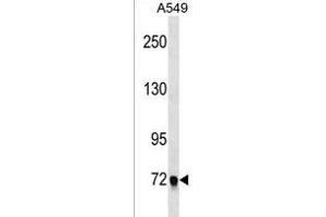 EPB41L5 Antibody (Center) (ABIN1538354 and ABIN2838247) western blot analysis in A549 cell line lysates (35 μg/lane). (EPB41L5 anticorps  (AA 355-383))