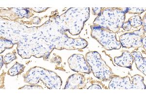 anti-Intestinal Alkaline Phosphatase (ALPI) (AA 20-333) antibody