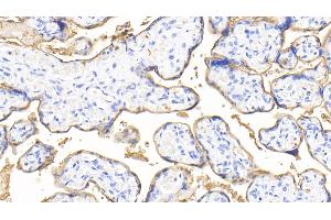 Detection of ALPI in Human Placenta Tissue using Polyclonal Antibody to Alkaline Phosphatase, Intestinal (ALPI)