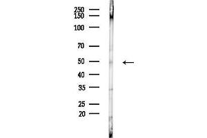 Western blot analysis of lysates from Mouse testis, using CREL3 Antibody at 1/1000 dilution.