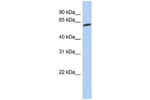 GPR75 antibody used at 1 ug/ml to detect target protein. (GPR75 anticorps  (Middle Region))
