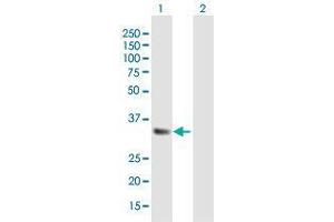 Western Blot analysis of IGFBP5 expression in transfected 293T cell line by IGFBP5 MaxPab polyclonal antibody. (IGFBP5 anticorps  (AA 1-272))