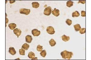 Immunocytochemistry staining of Daudi cells using AP30753PU-N at 2 μg/ml. (SARM1 anticorps  (C-Term))