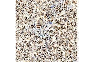 IHC analysis of NLRX1 using anti-NLRX1 antibody (ABIN7602716). (NLRX1 anticorps  (AA 98-874))