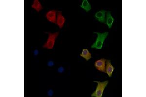 ABIN6258150 and ABIN6275642 staining Hela cells by IF/ICC.
