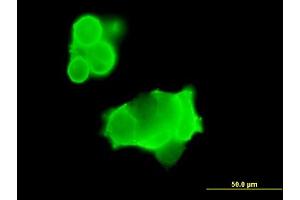 Immunofluorescence of purified MaxPab antibody to GRIK3 on 293 cell.