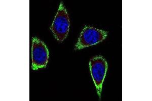 Immunofluorescence (IF) image for anti-Ret Proto-Oncogene (RET) antibody (ABIN2923776) (Ret Proto-Oncogene anticorps)
