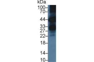 Western blot analysis of Human BXPC3 cell lysate, using Mouse KLK6 Antibody (3 µg/ml) and HRP-conjugated Goat Anti-Rabbit antibody (