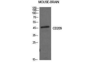 Western Blotting (WB) image for anti-CD209 (CD209) (Internal Region) antibody (ABIN6282678)