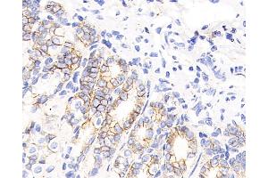 Immunohistochemistry analysis of paraffin-embedded mouse stomach using Catenin beta Monoclonal Antibody at dilution of 1:200.