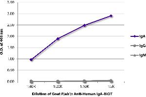 ELISA image for Goat anti-Human IgA antibody (Biotin) (ABIN375957)