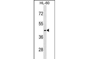 MC5R Antibody (C-term) (ABIN1537027 and ABIN2850357) western blot analysis in HL-60 cell line lysates (35 μg/lane). (MC5 Receptor anticorps  (C-Term))