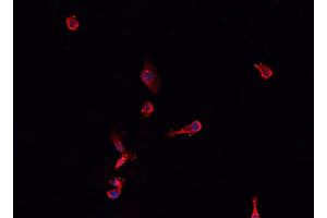 ABIN6276760 staining HepG2?