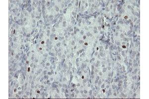 Image no. 4 for anti-Transcription Factor MafB (MAFB) (AA 32-320) antibody (ABIN1491411) (MAFB anticorps  (AA 32-320))