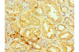 Immunohistochemistry of paraffin-embedded human kidney tissue using ABIN7154304 at dilution of 1:100 (GORASP1 anticorps  (AA 221-440))
