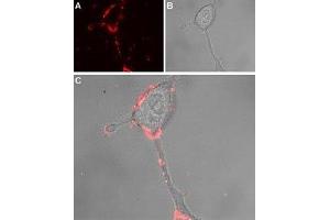 Expression of TRPA1 in rat PC12 cells - Cell surface detection of TRPA1 in intact living rat PC12 cells.
