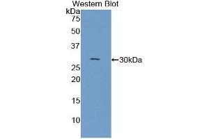 Detection of Recombinant CNTN3, Mouse using Polyclonal Antibody to Contactin 3 (CNTN3) (CNTN3 anticorps  (AA 264-493))