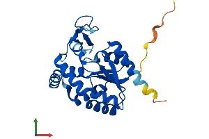 AlphaFold protein structure predicition of Human Recombinant AK2 Protein, UniprotID P54819