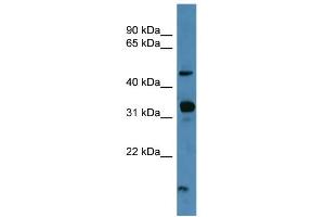 WB Suggested Anti-NPFFR2 Antibody Titration: 0. (NPFFR2 anticorps  (C-Term))
