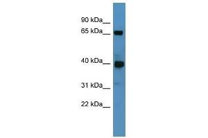 Galnt11 antibody used at 2. (GALNT11 anticorps  (N-Term))
