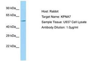 Image no. 1 for anti-Karyopherin alpha 7 (Importin alpha 8) (KPNA7) (AA 424-473) antibody (ABIN6750111) (KPNA7 anticorps  (AA 424-473))