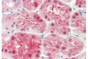 Rabbit Anti-ALAD antibody  Formalin Fixed Paraffin Embedded Tissue: Human Kidney Primary antibody Concentration: 1:100 Secondary Antibody: Donkey anti-Rabbit-Cy3 Secondary Antibody Concentration: 1:200 Magnification: 20x Exposure Time: 0.