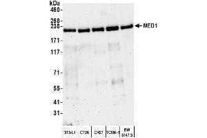 Western Blotting (WB) image for anti-Mediator Complex Subunit 1 (MED1) (C-Term) antibody (ABIN7453585) (MED1 anticorps  (C-Term))