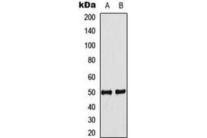 Western blot analysis of IDOL expression in MCF7 (A), mouse heart (B) whole cell lysates.