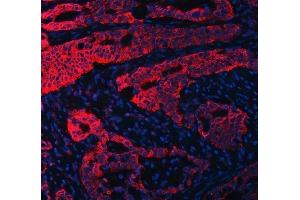 IF analysis of RPL36 using anti-RPL36 antibody (ABIN7602917). (RPL36 anticorps  (C-Term))