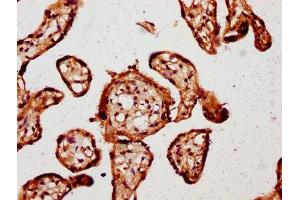 IHC image of ABIN7146862 diluted at 1:800 and staining in paraffin-embedded human placenta tissue performed on a Leica BondTM system. (CK1 epsilon anticorps  (Isoform epsilon))