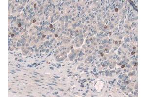 IHC-P analysis of Mouse Stomach Tissue, with DAB staining. (SCGN anticorps  (AA 1-276))