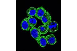 Confocal immunofluorescent analysis of PTEN Antibody (C-term ) (ABIN6242539 and ABIN6579043) with Hela cell followed by Alexa Fluor 488-conjugated goat anti-rabbit lgG (green).