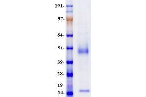 Validation with Western Blot