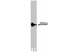Western blot analysis of Csk on mouse macrophage lysate. (CSK anticorps  (AA 1-156))