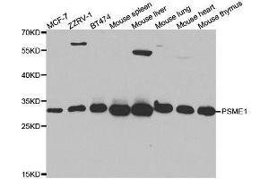 Western blot analysis of extracts of various cell lines, using PSME1 antibody. (PSME1 anticorps  (AA 1-249))
