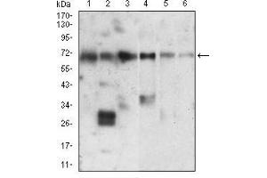 Western blot analysis using XRCC6 mouse mAb against Hela (1), PC-2 (2), A549 (3), A431 (4), HepG2 (5), K562 (6) cell lysate.