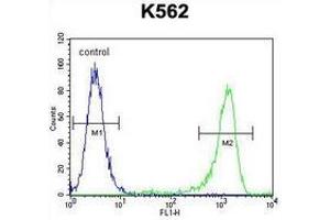 Flow cytometric analysis of K562 cells (right histogram) compared to a negative control cell (left histogram) using MLH1  Antibody , followed by FITC-conjugated goat-anti-rabbit secondary antibodies. (MLH1 anticorps  (Middle Region))