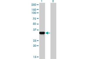 Western Blot analysis of GZMB expression in transfected 293T cell line by GZMB MaxPab polyclonal antibody.