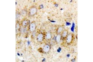Immunohistochemical analysis of DHODH staining in mouse brain formalin fixed paraffin embedded tissue section. (DHODH anticorps)
