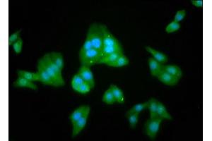 Immunofluorescence staining of HepG2 cells with ABIN7157906 at 1:100, counter-stained with DAPI.