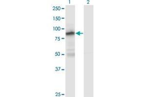 Western Blot analysis of ZNF287 expression in transfected 293T cell line by ZNF287 monoclonal antibody (M12), clone 1A2. (ZNF287 anticorps  (AA 231-330))