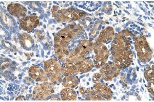 Rabbit Anti-BHMT Antibody  Paraffin Embedded Tissue: Human Kidney Cellular Data: Epithelial cells of renal tubule Antibody Concentration: 4.